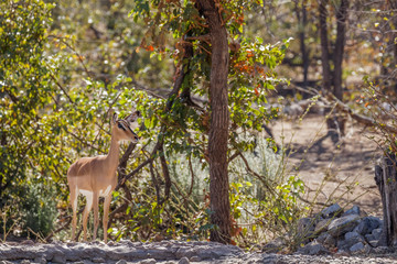 Naklejka na ściany i meble A female black-faced impala (Aepyceros melampus petersi) standing, Ongava Private Game Reserve ( neighbour of Etosha), Namibia.
