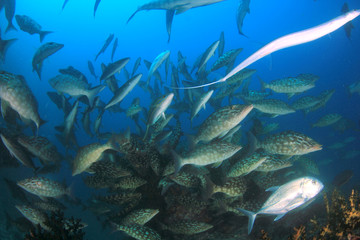 Fototapeta na wymiar Fish school on coral reef underwater 