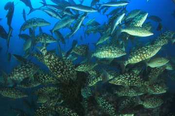 Naklejka na ściany i meble Fish school on coral reef underwater 