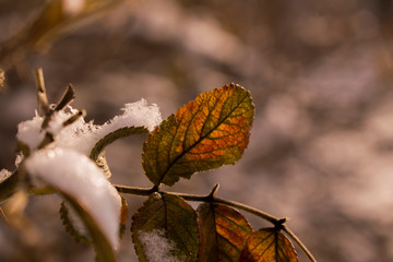 Rosehip leaves under the snow  