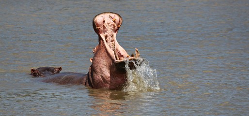 A hippopotamus opening his big mouth and showing massive teeth