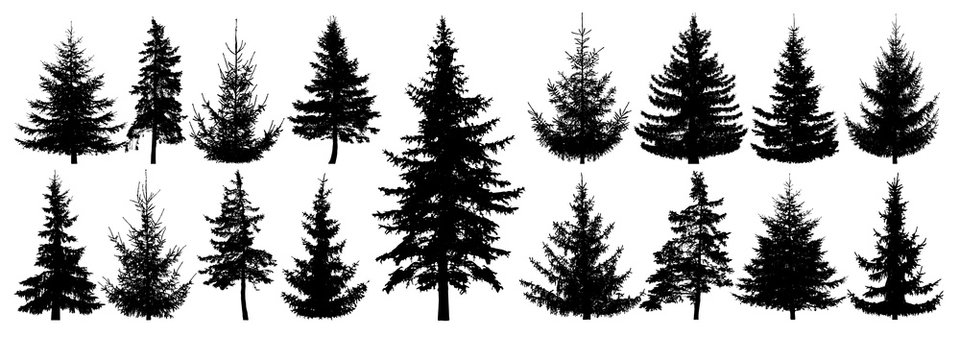 Forest trees set. Isolated vector silhouette. Coniferous forest. Christmas tree, fir-tree, pine, pine-tree, Scotch fir, cedar