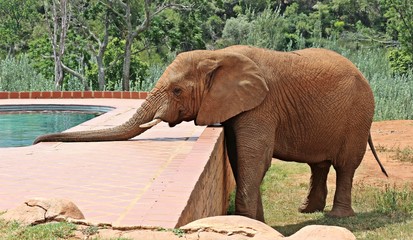 Fototapeta premium An African Elephant drinking from a swimming pool