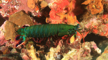 Obraz na płótnie Canvas Peacock Mantis Shrimp 