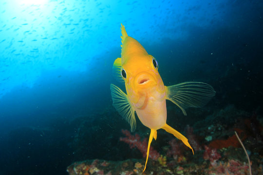 Golden Damselfish fish 