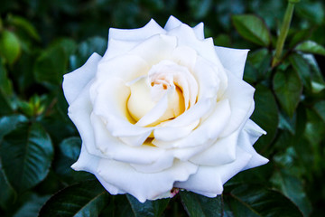 White rose straight