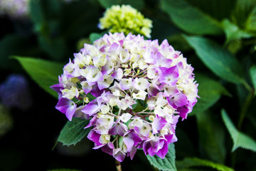 Purple hydrangea straight