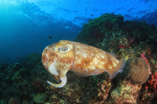 Pharaoh Cuttlefish 