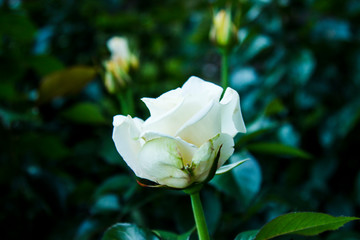 White rose side