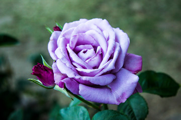 Purple Rose light purple color rose
