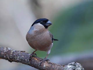 Eurasian bullfinch (Pyrrhula pyrrhula)