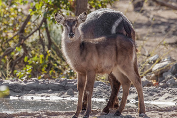 A baby waterbuck ( Kobus Ellipsiprymnus) at a water hole looking, Ongava Private Game Reserve ( neighbour of Etosha), Namibia.
