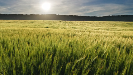 Meadow of wheat on sundown.