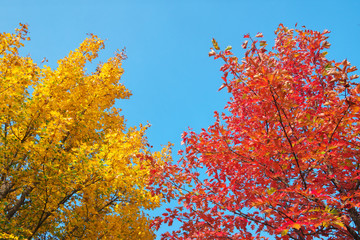 Orange autumn leaves against the blue sky.