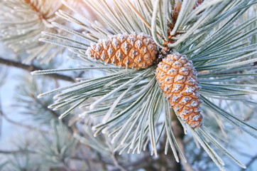 Macro of cone spruce.