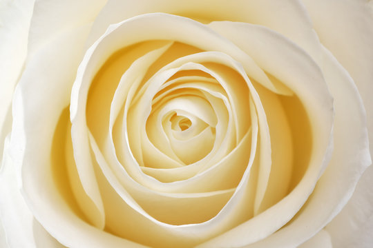Beautiful soft fresh white rose