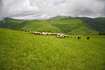 Sheeps in a cloudy meadows