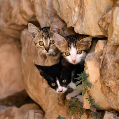 Three kittens peering out of a rocky wall hole, Greece