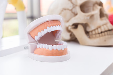 Tooth model in laboratory with skull background.
