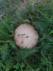 Obraz premium mushroom on meadow