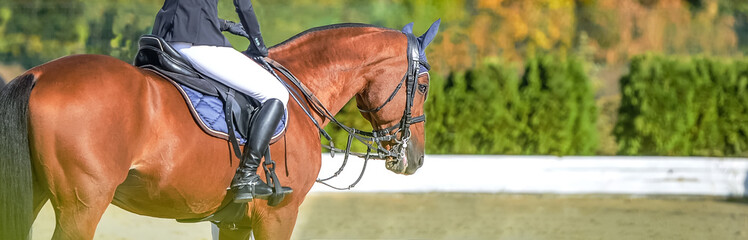 Beautiful girl on sorrel horse in jumping show, equestrian sports. Light-brown horse and girl in uniform going to jump. Horizontal web header or banner design. Copy space for your text. 