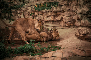 Young lion and lioness play in the Moscow zoo