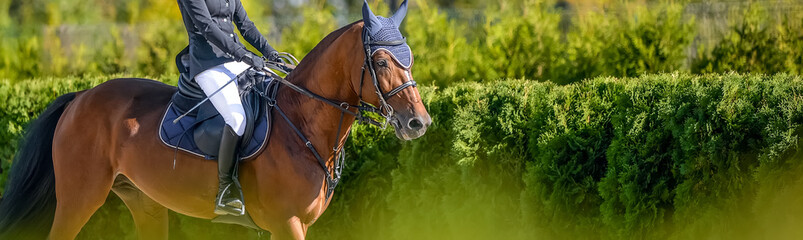 Beautiful girl on sorrel horse in jumping show, equestrian sports. Light-brown horse and girl in uniform going to jump. Horizontal web header or banner design. Copy space for your text. 