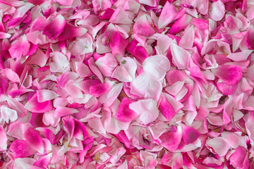 Floral background texture of delicate soft pink and white rose petals scattered randomly, top view, horizontal