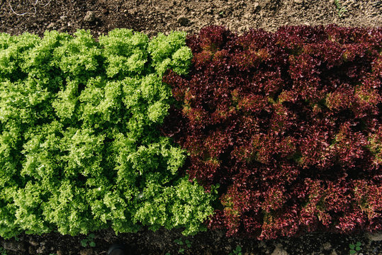 Lettuce heads at a farm