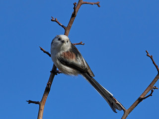 Long-tailed tit (Aegithalos caudatus)