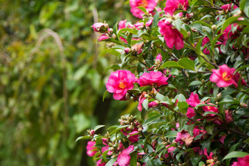 camellias in the park