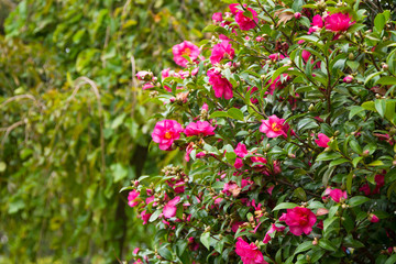 Obraz premium camellias in the park
