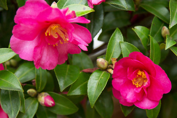 camellias in the park