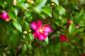 camellias in the park