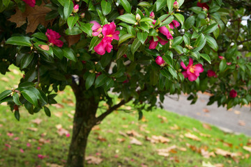 tree with camellias in autumn