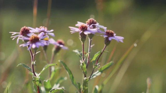 Side shot of some flowers 60 fps