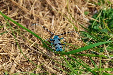 Insetto lungo il sentiero 151 valle del lago