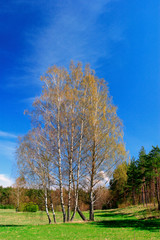 Early spring panoramic landscape of meadows and woods with birches in Warmia region of northern Poland