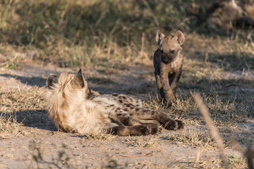 Hyena