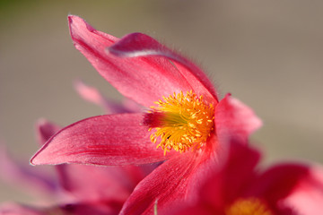 Obraz na płótnie Canvas Blooming Eastern Pasque flower, knows also as Prairie Crocus or Cutleaf Anemone - Pulsatilla patens - in spring season in a botanical garden