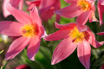 Blooming Eastern Pasque flower, knows also as Prairie Crocus or Cutleaf Anemone - Pulsatilla patens - in spring season in a botanical garden