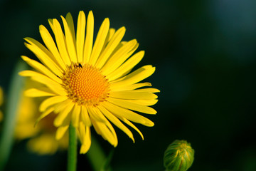 Blooming Leopard’s Bane flower - Doronicum clusii - in spring season in a botanical garden