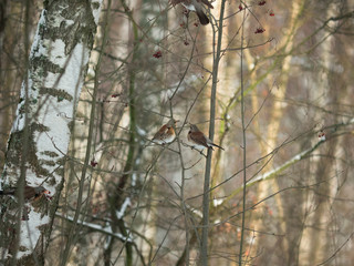 Winter forest!Birds pecking berries!