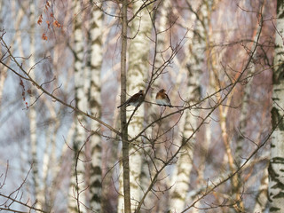 Winter forest!Birds pecking berries!