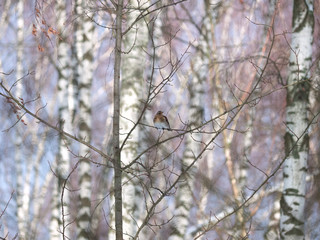 Winter forest!Birds pecking berries!