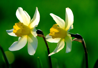 Blooming Narcissus flowers, knows also as Wild Daffodil or Lent lily - Narcissus pseudonarcissus - in spring season in a botanical garden