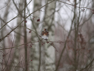 Winter forest!Birds pecking berries!