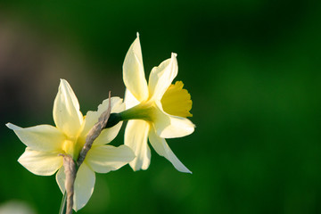 Blooming Narcissus flowers, knows also as Wild Daffodil or Lent lily - Narcissus pseudonarcissus - in spring season in a botanical garden