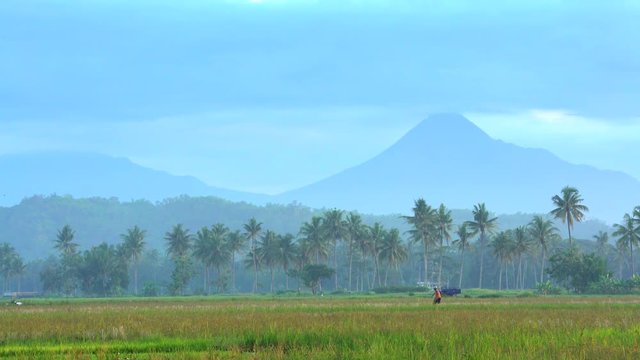 Mt Merapi volcano behind rural farmer working in rice fields Java Indonesia