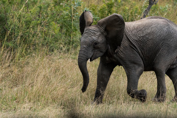 African Elephant